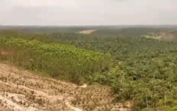 Kejaksaan Periksa Sejumlah Pejabat Dinas LHK Riau Terkait Alihfungsi Hutan