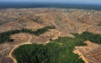 Kejaksaan Periksa Sejumlah Pejabat Dinas LHK Riau Terkait Alihfungsi Hutan