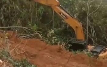 Hutan Produksi Terbatas (HPT) di Desa Pangkalan Indarung Kuansing di Babat Para Cukong, Kepala KPH Bungkam.