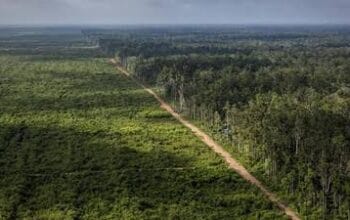 Kejaksaan Tinggi Sumatera Barat Lanjutkan Penyelidikan Dugaan Tipikor Terkait Alih Fungsi Hutan Lindung di Solok Selatan