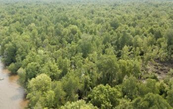 Mangrove di Kepulauan Meranti Digasak! Oknum Mantan Anggota DPRD Diduga Dalang Penebangan Liar untuk Produksi Arang