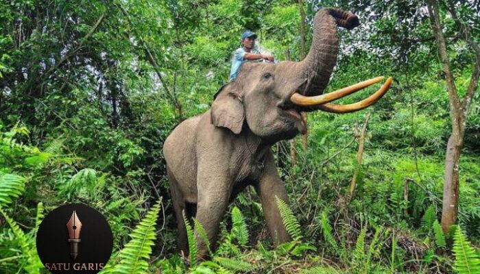 GridArt_20250707_020015622-700x400 SATU GARIS Menilai Satgas PKH Mandul, Tak Mampu Sita Lahan Konservasi yang Dikuasai PT RAPP dan Korporasi HTI Lainnya di Tesso Nilo