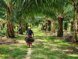 Ketua Forum Desa Gencar Tagih CSR, Kebun Plasma Masyarakat Diabaikan