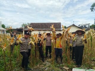 Polsek Jatiroto Panen Jagung di Kebun Mako, Dukung Asta Cita dan Ketahanan Pangan