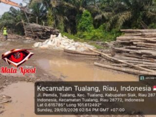 Kasus Kayu Cerocok di Tualang Memanas, Dugaan Setoran ke Aparat Mencuat