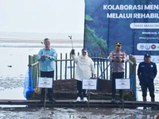 Peringati Hari Mangrove Sedunia, Kasmarni Ajak Masyarakat Tanam Mangrove