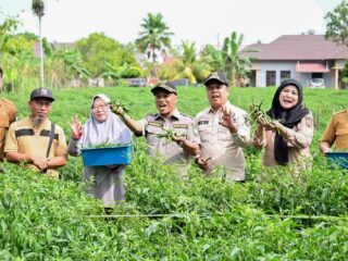 Dongkrak Ekonomi Desa, BUMDes Pasiran Panen 1,5 Ton Cabai Bersama Wabup Bagus Santoso