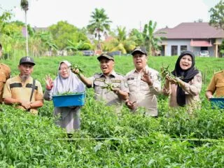 Dongkrak Ekonomi Desa, BUMDes Pasiran Panen 1,5 Ton Cabai Bersama Wabup Bagus Santoso