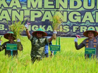 Kasdam Kodam XIX Tuanku Tambusai Pimpin Panen Raya di Bengkalis, Dukung Ketahanan Pangan Nasional