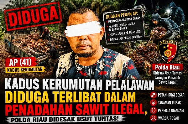 Kadus Kerumutan Pelalawan Diduga Terlibat dalam Penadahan Sawit Ilegal, Polda Riau Didesak Usut Tuntas
