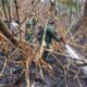 Karhutla 471,39 Hektare di Hutan Penyangga Rengat Belum Usai, Kodam XIX/Tuanku Tambusai Kejar Titik Asap